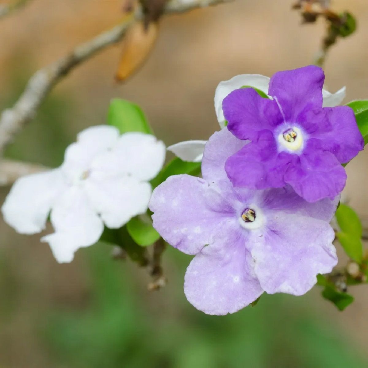 Las planta que tiene flores que cambian de color y crea un espectáculo único en el jardín.