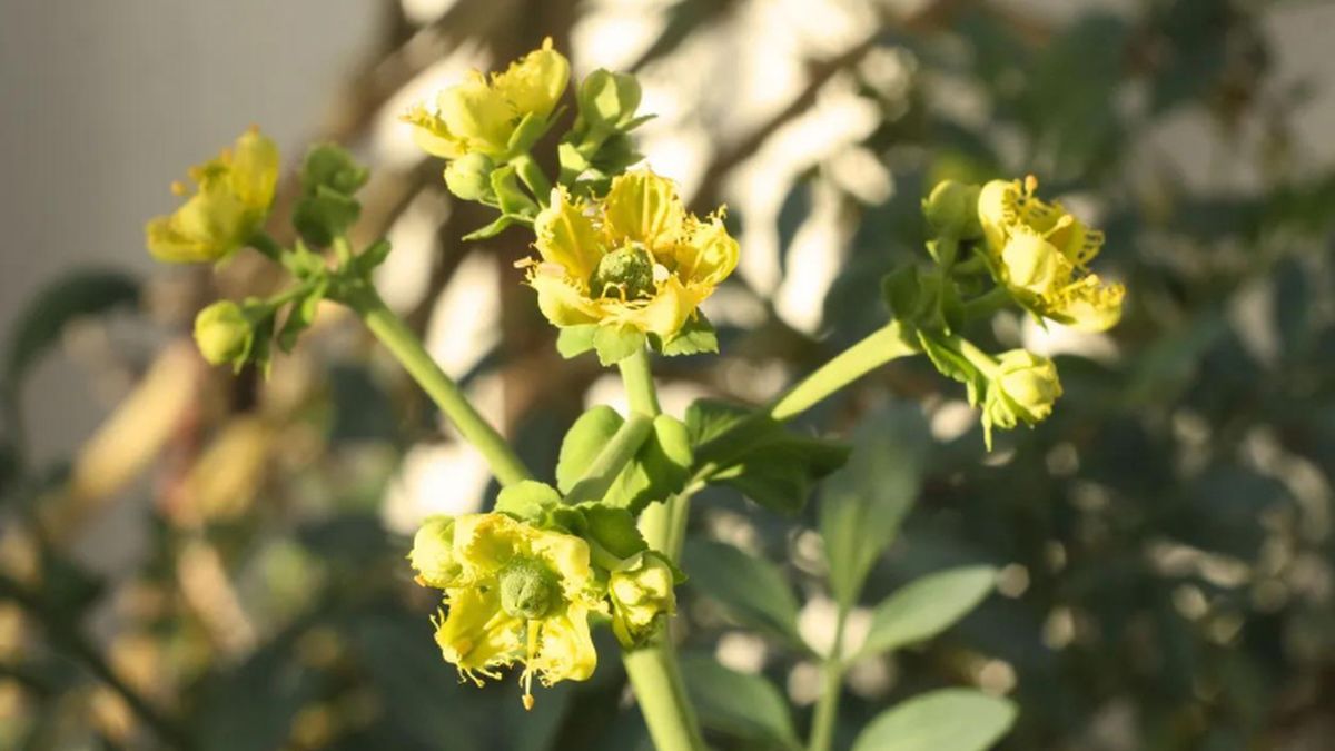 Qué significa plantar una ruda al sur del jardín de casa. Qué significa plantar una ruda al sur del jardín de casa.