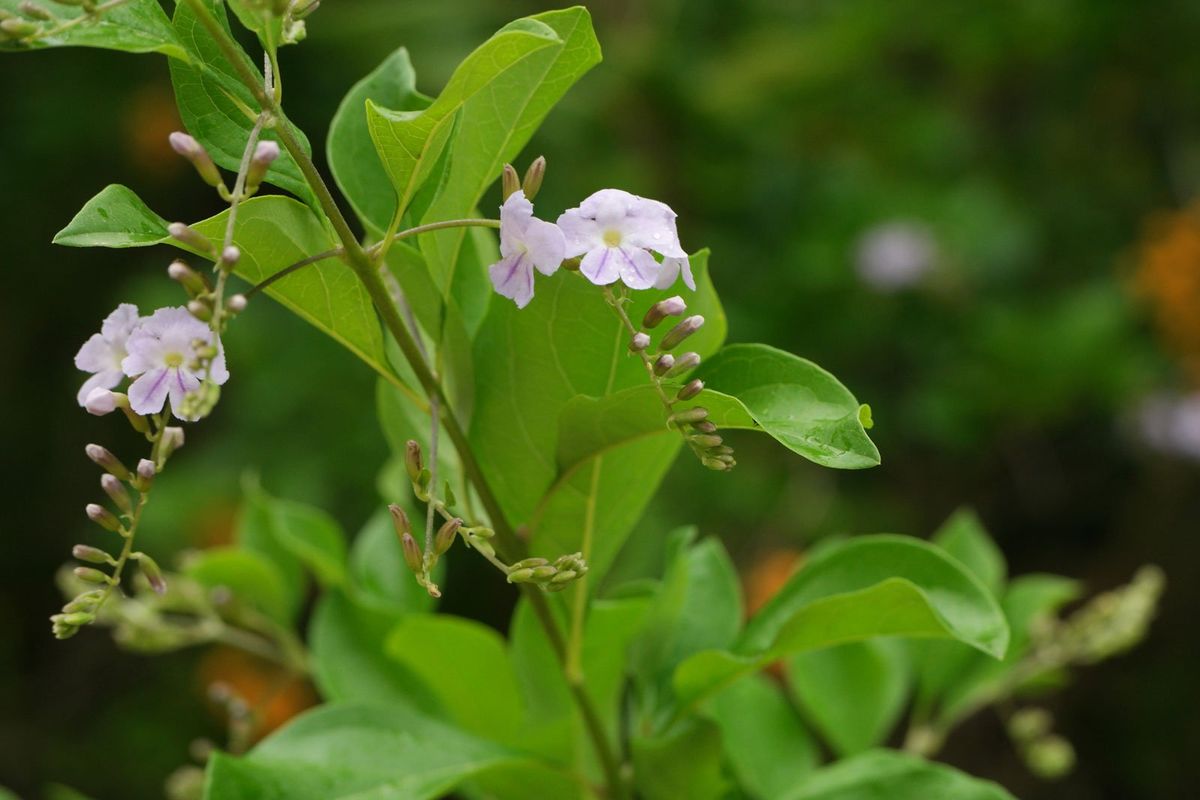 La duranta es hermosa y beneficiosa.