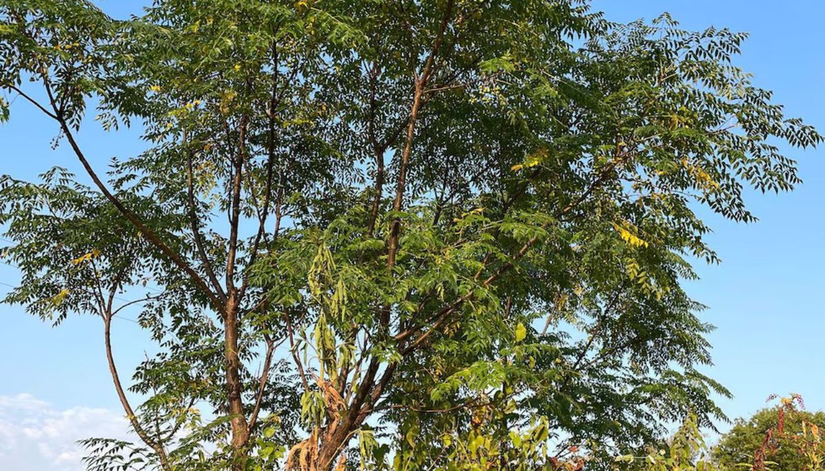 Este árbol puede llegar a alcanzar hasta los 15 metros. Este árbol puede llegar a alcanzar hasta los 15 metros.