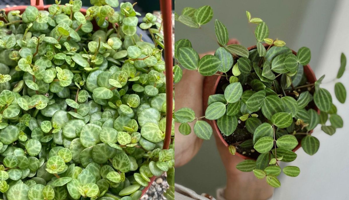 Esta trepadora mantiene sus hojas y su color verde durante todo el año. Esta trepadora mantiene sus hojas y su color verde durante todo el año.