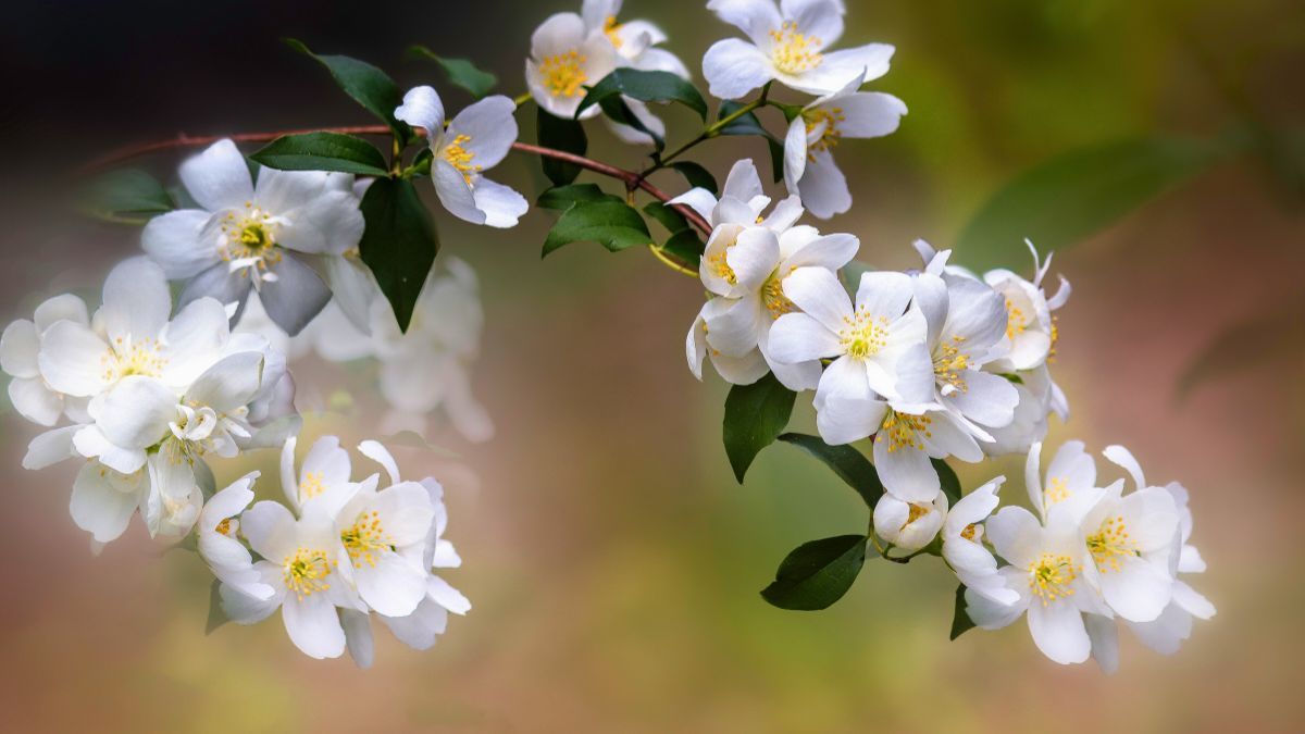 Un programa de riego predeterminado no siempre es suficiente durante la primavera y menos en verano, cuando las necesidades de agua de esta planta son mayores. Para que tengan un buen cuidado sigue estos consejos de riego. Un programa de riego predeterminado no siempre es suficiente durante la primavera y menos en verano, cuando las necesidades de agua de esta planta son mayores. Para que tengan un buen cuidado sigue estos consejos de riego.