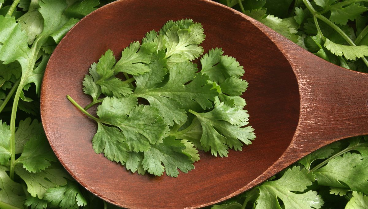 Ritual de cilantro para atraer dinero y abundancia