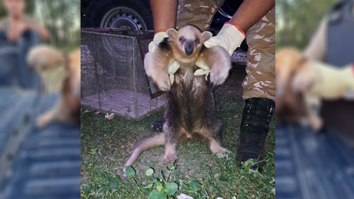 El osito melero fue rescatado por la Policía Rural de un canal de riego en Junín en marzo pasado. El osito melero fue rescatado por la Policía Rural de un canal de riego en Junín en marzo pasado.