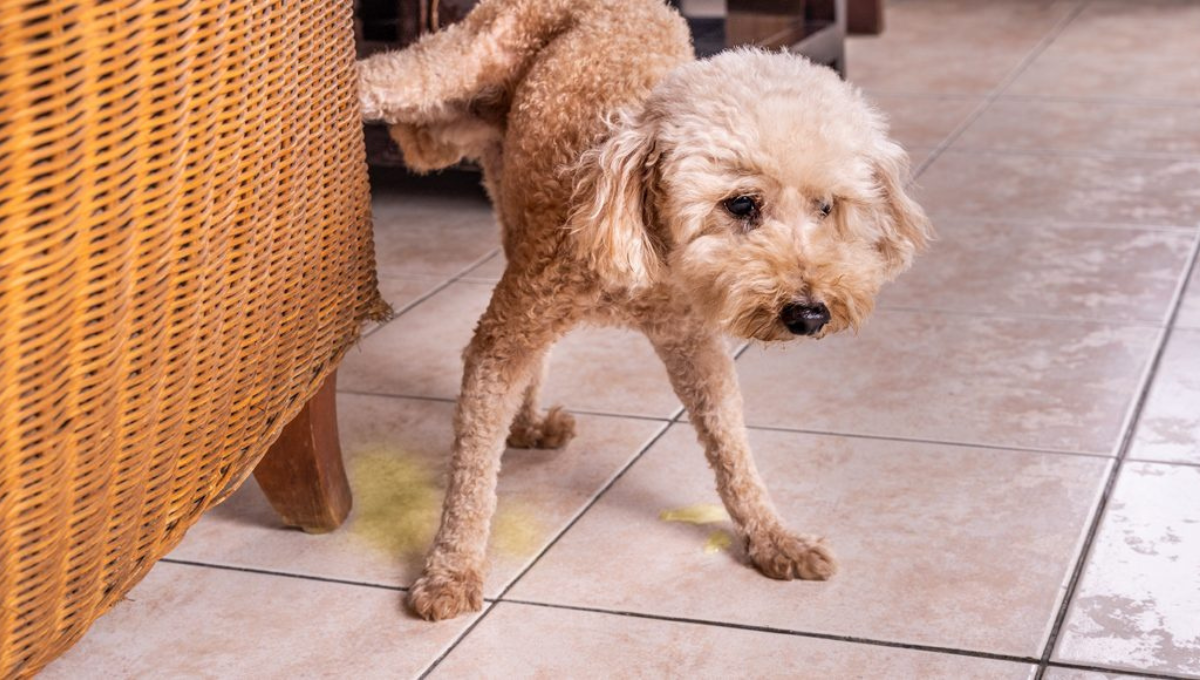 Qué significa que mi perro se orine dentro de casa