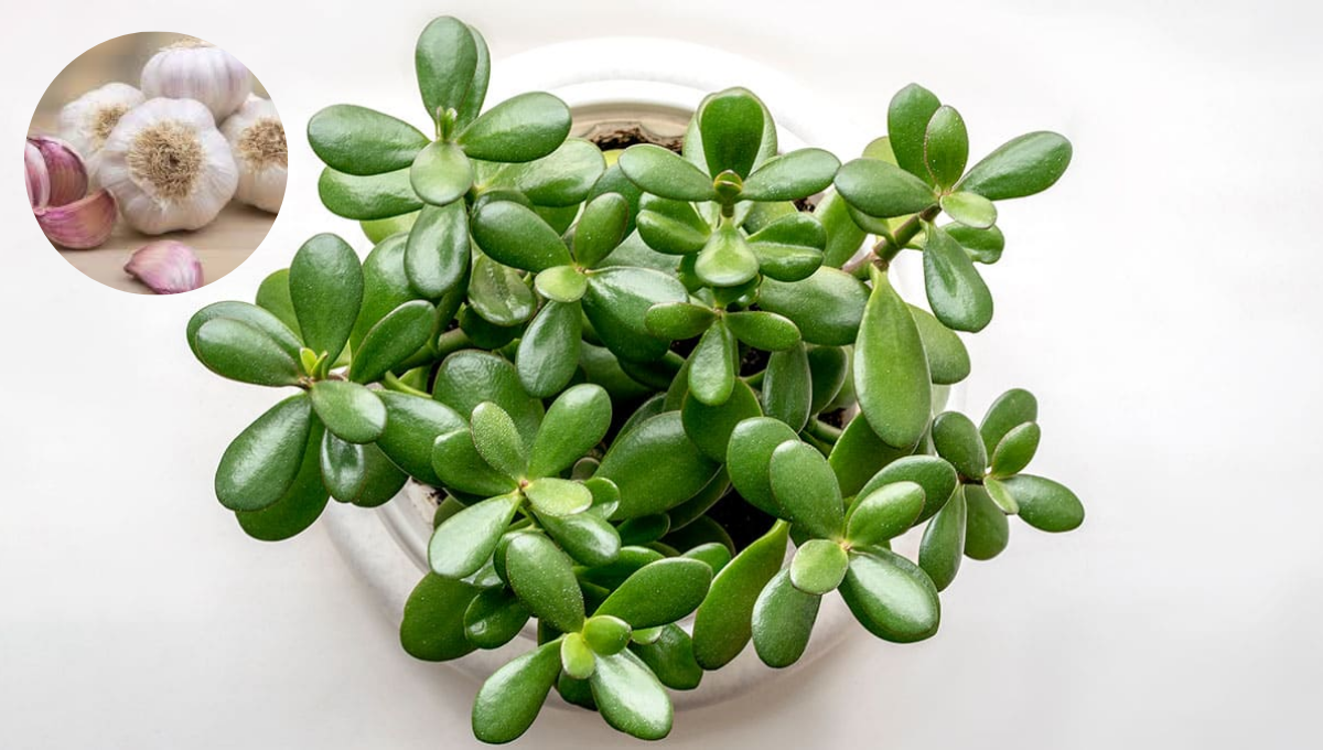 Qué significado tiene colocar ajo debajo del árbol de Jade
