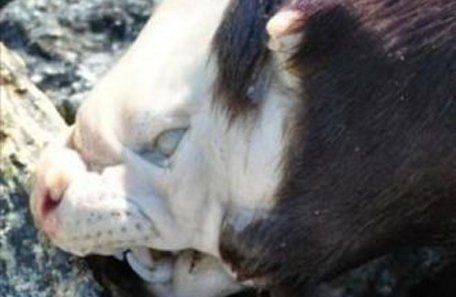 El hallazgo del cuerpo de un extraño animal peludo despertó temor y curiosidad en Canadá