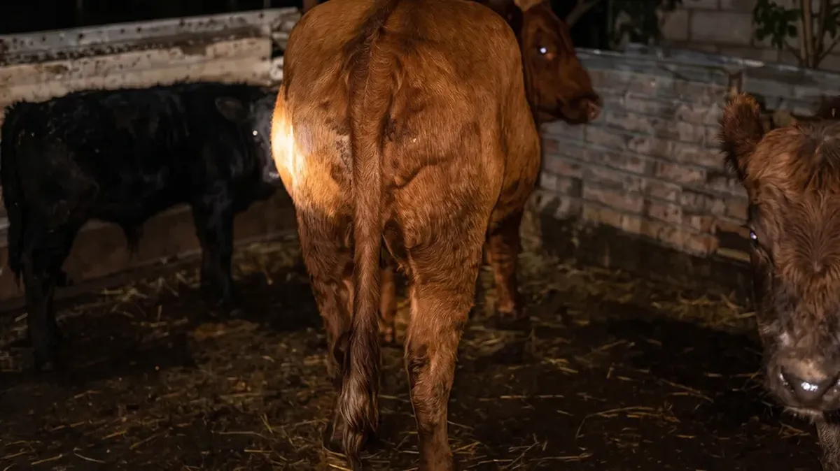 Tras un operativo policial, detienen en Guaymallén a cinco personas por maltrato animal y secuestran equinos y vacunos.