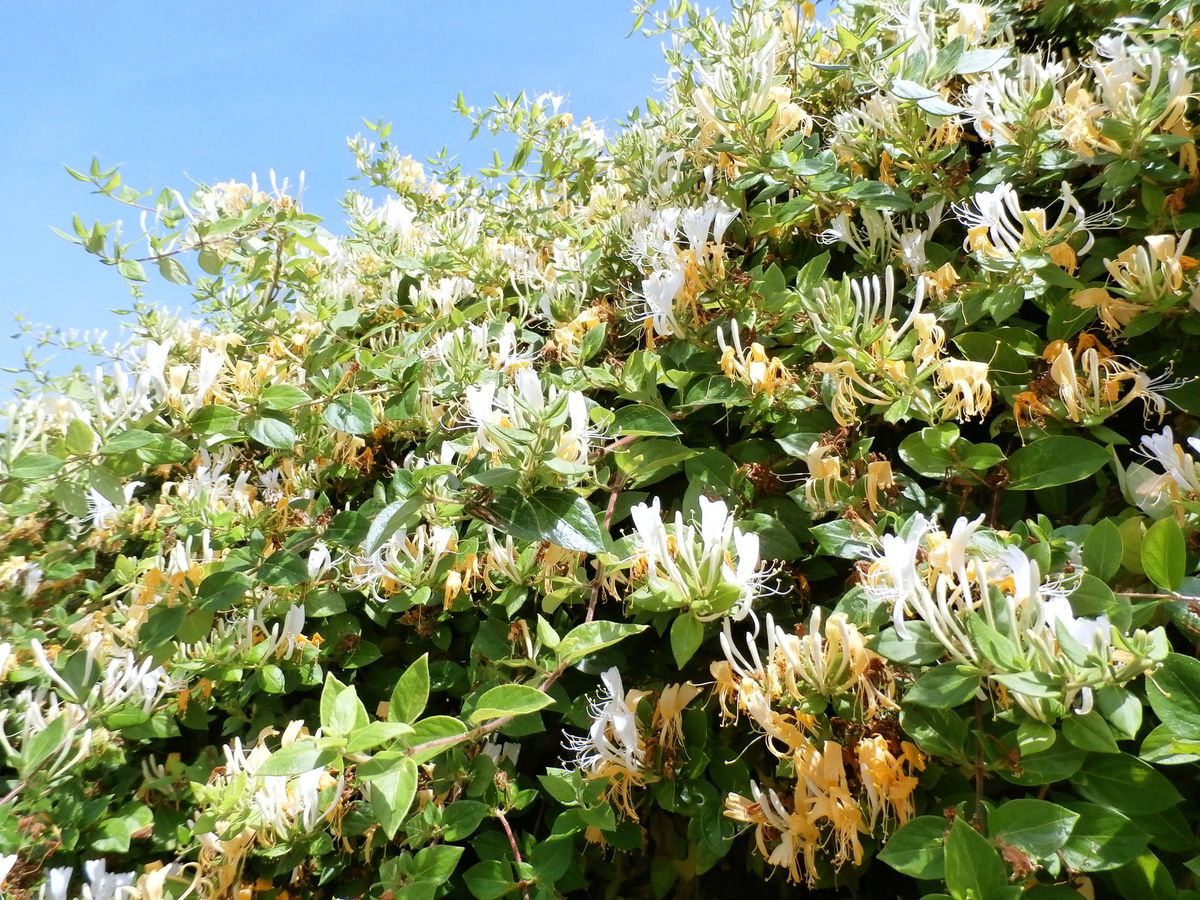 Esta enredadera puede ser beneficiosa para tu jard&iacute;n.&nbsp;