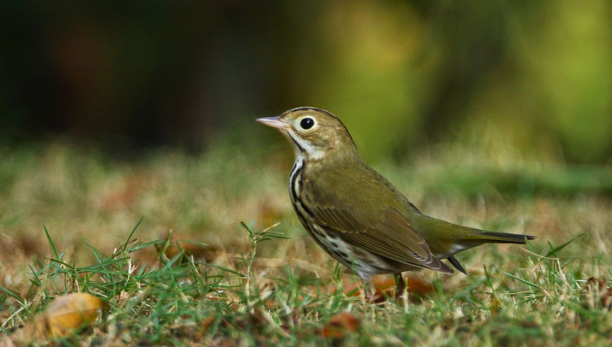 Para lograr que tu jardín sea atractivo para el ave, debes crear las condiciones perfectas que faciliten que el hornero venga a ti, como facilitándole los alimentos que necesita Para lograr que tu jardín sea atractivo para el ave, debes crear las condiciones perfectas que faciliten que el hornero venga a ti, como facilitándole los alimentos que necesita