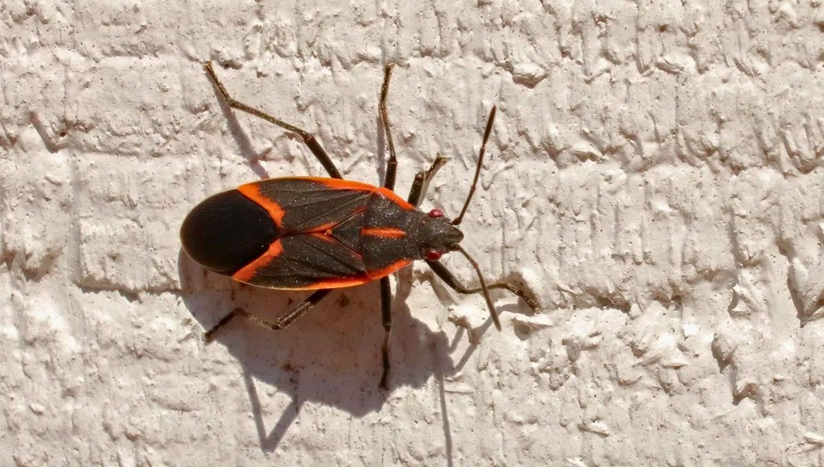 La presencia de algunos insectos en casa dan de que hablar y guardan un significado, a veces positivo, otras negativo.