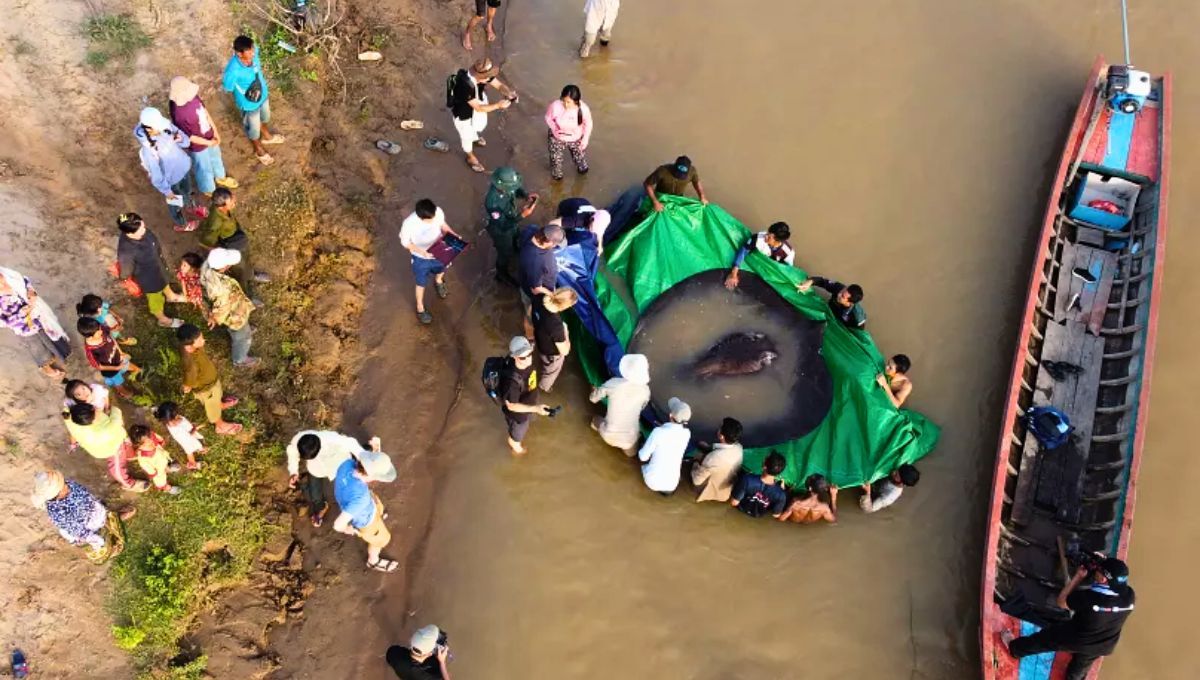 El pez de río más grande del mundo: pesa 300 kg y mide 3,98 metros