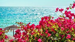 Este truco hará que tus plantas crezcan sanas y se llenen de flores. Imagen: Freepik. Este truco hará que tus plantas crezcan sanas y se llenen de flores. Imagen: Freepik.