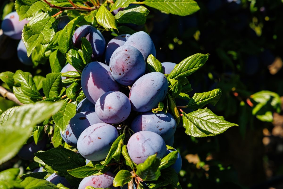 Este árbol frutal ofrece más ventajas que el naranjo o el limonero. Este árbol frutal ofrece más ventajas que el naranjo o el limonero.