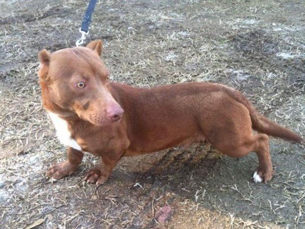 ¿Un pitbulchicha? ¿Un salchipitbull?