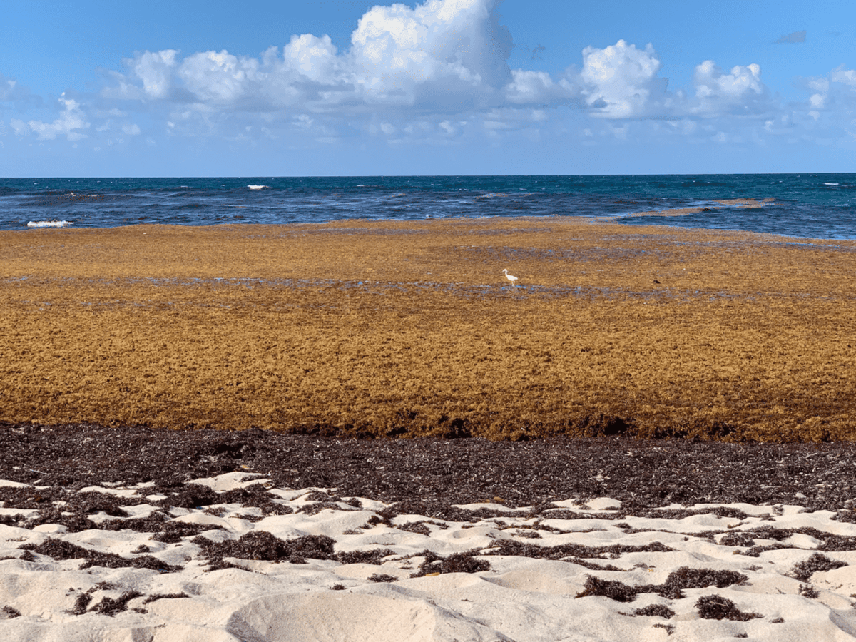 El estudio demostró que el fenómeno de las algas en las playas no es algo temporario. El estudio demostró que el fenómeno de las algas en las playas no es algo temporario.