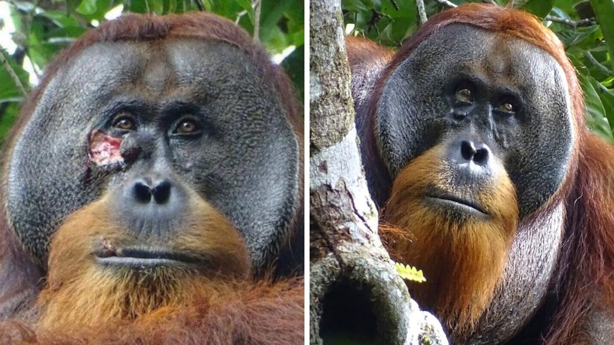 ¿Qué planta medicinal usó el orangután viral para curar su rostro?