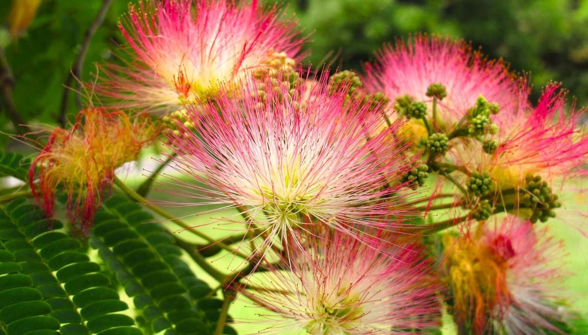 El árbol ideal para decorar tu jardín: flores de algodón rosa y un perfume dulce