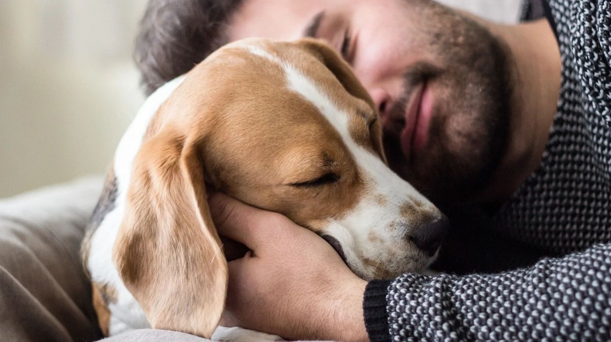 Estudios científicos concluyen que no es bueno abrazar a los perros. Estudios científicos concluyen que no es bueno abrazar a los perros. 