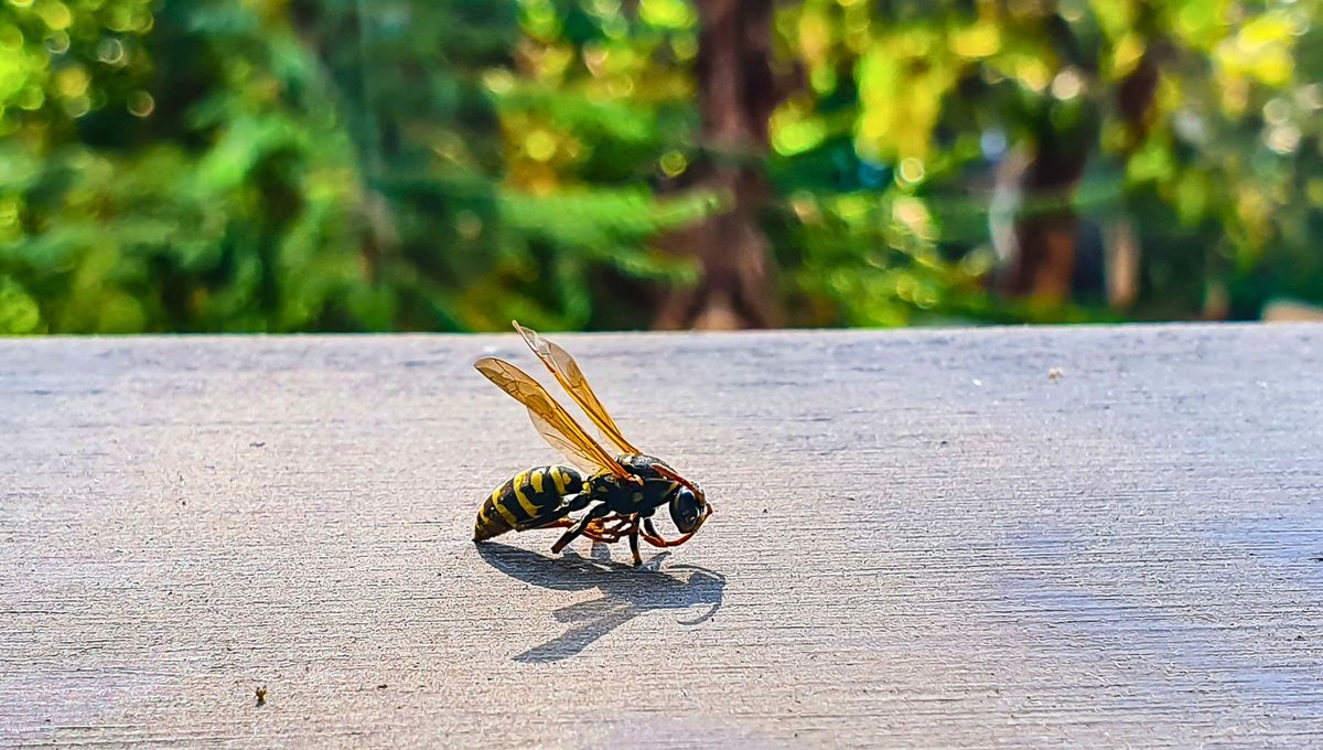 Cuando aparecen algunos animales pequeños representan significados positivos. Foto Canva Cuando aparecen algunos animales pequeños representan significados positivos. Foto Canva