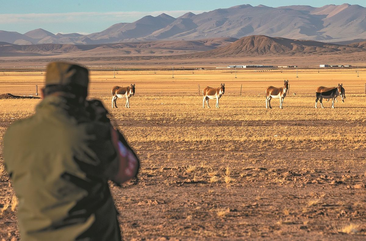 Un guardabosques toma fotografías de la vida silvestre durante un patrullaje en la reserva de Changtang en diciembre. JIANG FAN / XINHUA Un guardabosques toma fotografías de la vida silvestre durante un patrullaje en la reserva de Changtang en diciembre. JIANG FAN / XINHUA