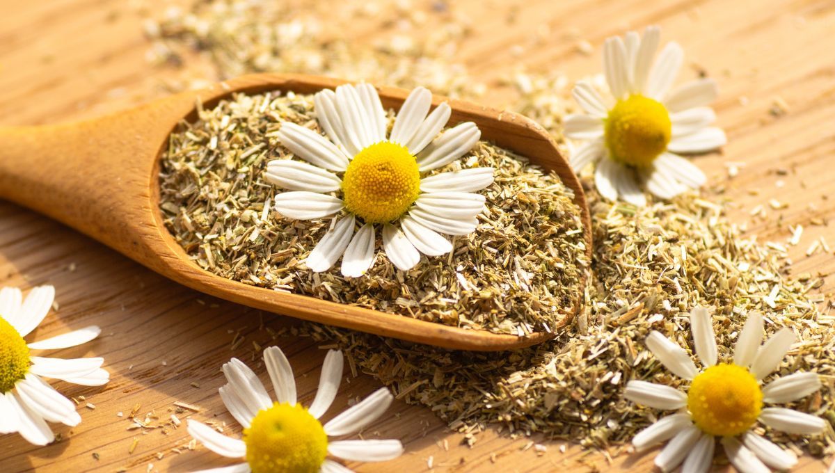 El aroma de la manzanilla hará que pulgas y garrapatas se desprendan del pelaje de tu mascota. El aroma de la manzanilla hará que pulgas y garrapatas se desprendan del pelaje de tu mascota.