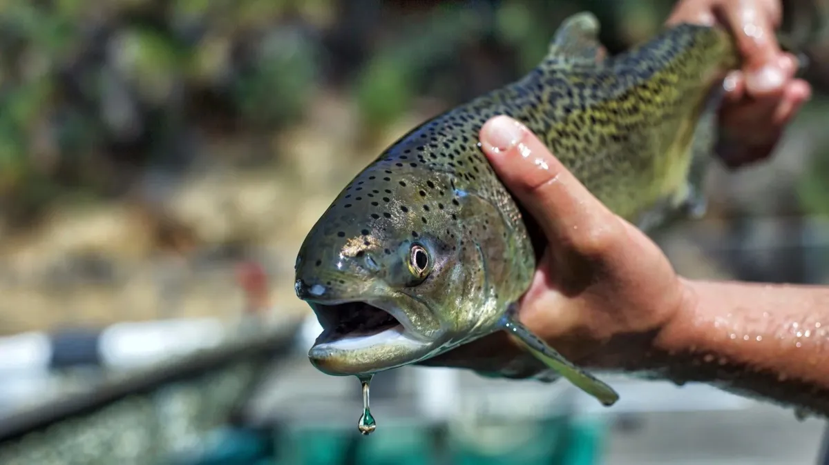 El salmón Chinook se encuentra en una situación crítica en California. El salmón Chinook se encuentra en una situación crítica en California.