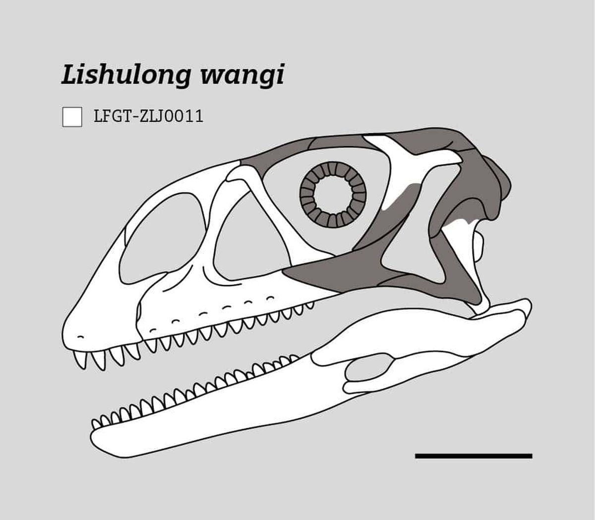 Descubren en China un enorme cráneo de dinosaurio perfectamente conservado Descubren en China un enorme cráneo de dinosaurio perfectamente conservado