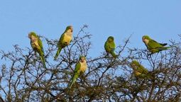 Si ves o escuchas catitas cerca de tu casa, te contamos qué significa y por qué es bueno
