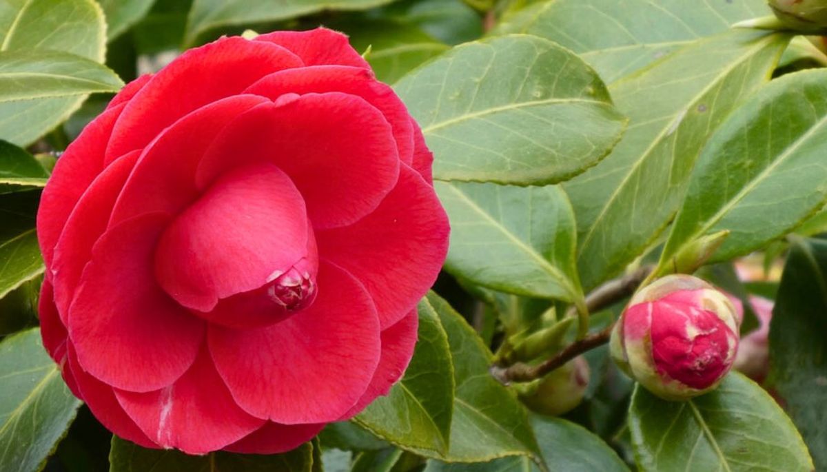Las flores de la Camellia japónica pueden ser blancas, rosas, rojas o matizadas, con formas simples o dobles. Las flores de la Camellia japónica pueden ser blancas, rosas, rojas o matizadas, con formas simples o dobles.