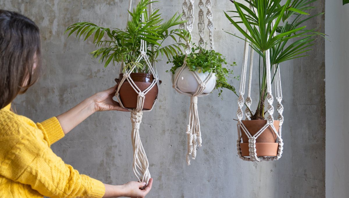 Cuál es el don especial de las personas que tienen muchas plantas de interior en su casa