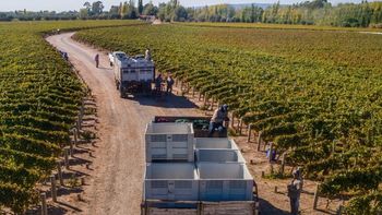 Un informe del INV reveló que en una década Mendoza perdió más de 6.000 hectáreas de viñedos