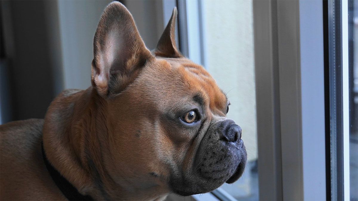 El perro ve mejor en la oscuridad que las personas y su visión está orientada al movimiento.