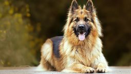 Hoy se celebra el Día Nacional del Perro por la heroica actuación de Chonino, un perro policía asesinado por delincuentes.