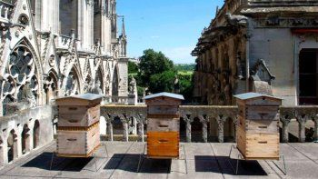 Las 150 mil abejas que vivían en Notre Dame tendrán otro destino