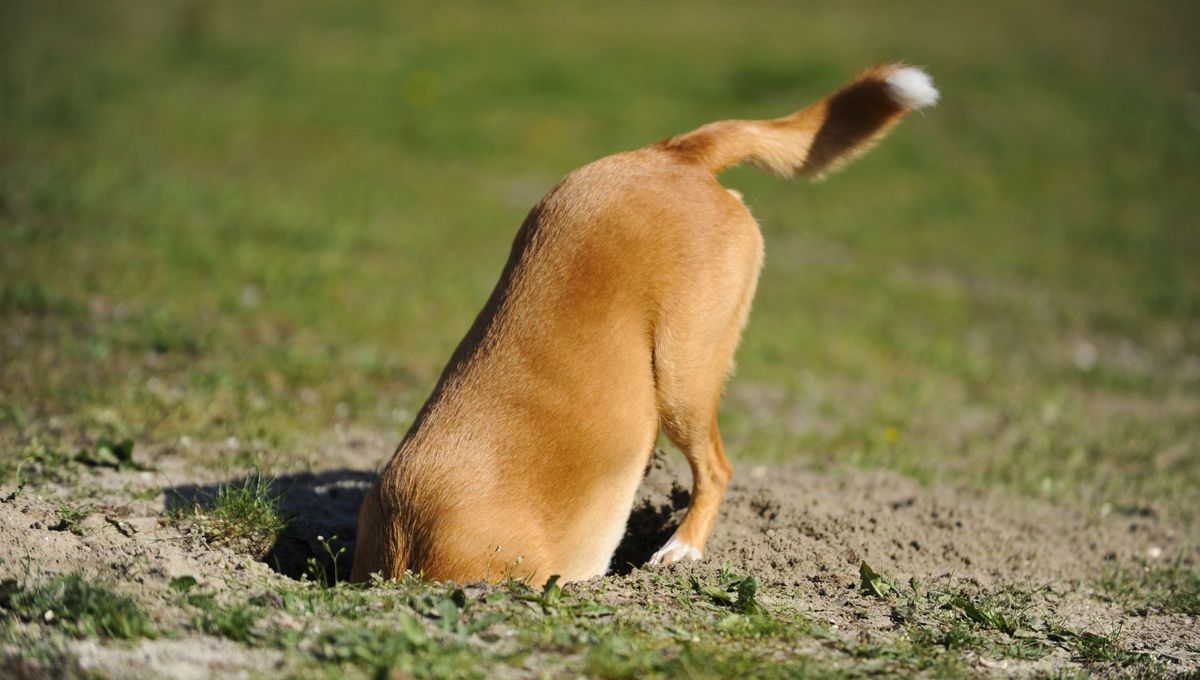 Muchos dueños no entienden qué significa este comportamiento. Muchos dueños no entienden qué significa este comportamiento.