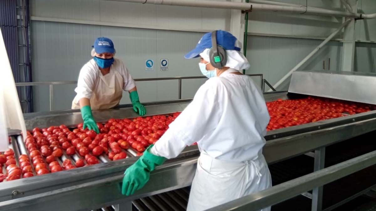 La pulpera municipal de San Rafael se dedicaba a producir pulpa de durazno y ya arrancó a procesar tomate.
