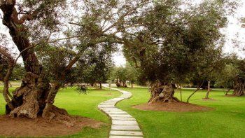 Tristísimo: olivos de cuatro siglos, en riesgo en Lima