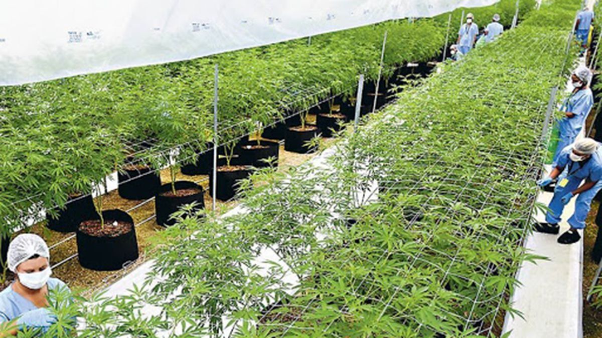 La producción de cannabis medicinal está proyectada sobretodo en la zona Este de la provincia, en donde hay grandes hectáreas que en otro tiempo fueron de viñedos, con pozos de agua y riego suficiente, y en donde el clima es favorable para que crezca el cannabis.