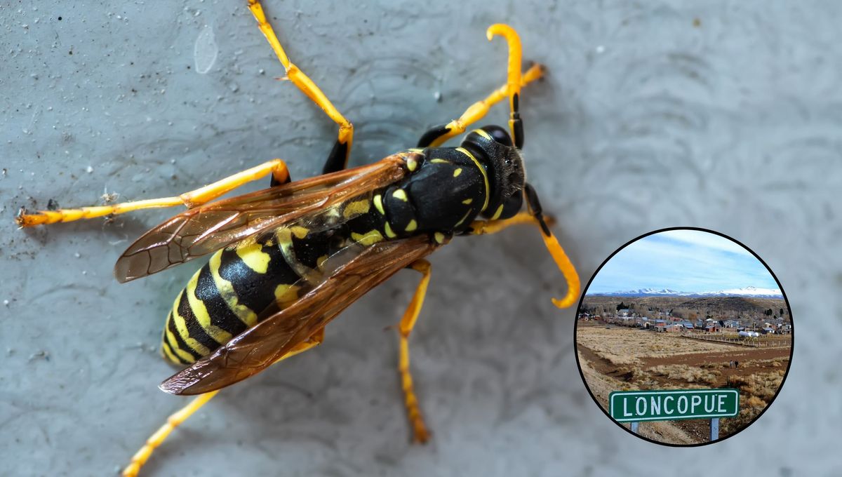 Las avispas atacaron al hombre.&nbsp;