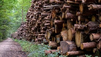 El país de América del Sur con la madera más resistente del planeta Tierra El país de América del Sur con la madera más resistente del planeta Tierra