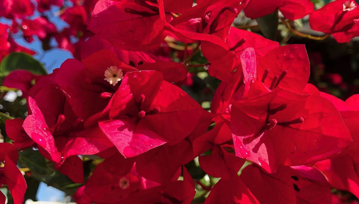 Si quieres que tu planta de buganvilla se llene de color, sigue las recomendaciones que compartimos en este artículo de jardinería. Imagen: Freepik.