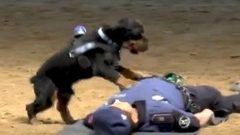 Video: un perro salva la vida de su compañero al aplicarle reanimación cardiopulmonar
