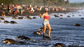 La oleada de turistas que impidió anidar a las tortugas