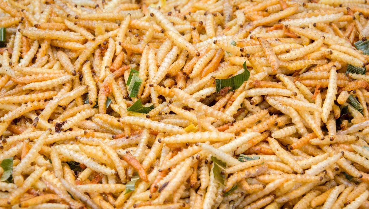 Los gusanos pueden aparecer cuando dejamos comida podrida en la heladera o en la basura. Los gusanos pueden aparecer cuando dejamos comida podrida en la heladera o en la basura.