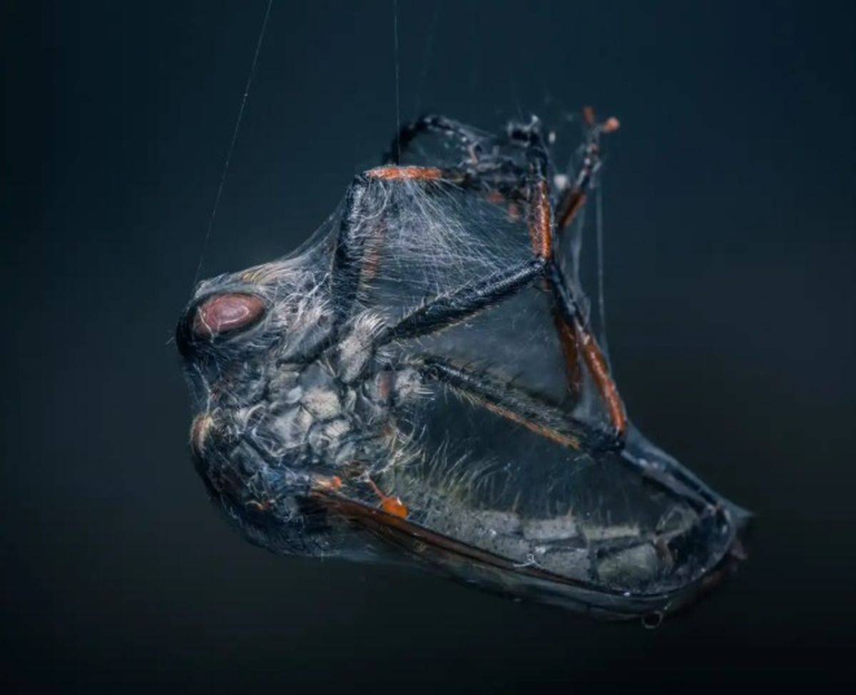 La impactante fotografía de Niki Colemont sorprendió a todos. La impactante fotografía de Niki Colemont sorprendió a todos.