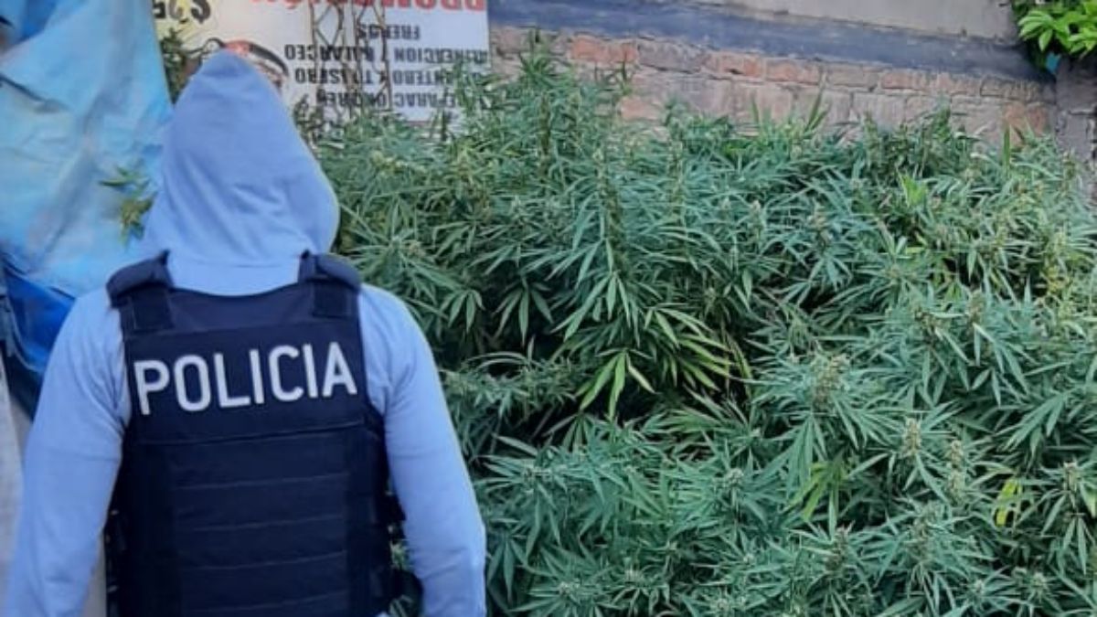 Estas plantas de gran tamaño de marihuana, además de semillas y hojas, fueron hallados en un kiosco narco, instalado en una vivienda del barrio San Pedro, en San Martín.