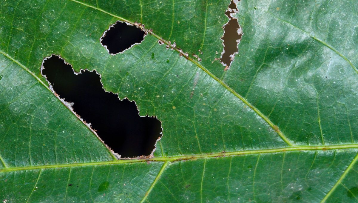Los agujeros que las orugas dejan en las hojas del naranjo suelen comenzar a lo largo de los bordes de la hoja.