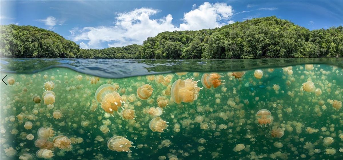 El lago de medusas doradas: un lugar único y fascinante en el mundo