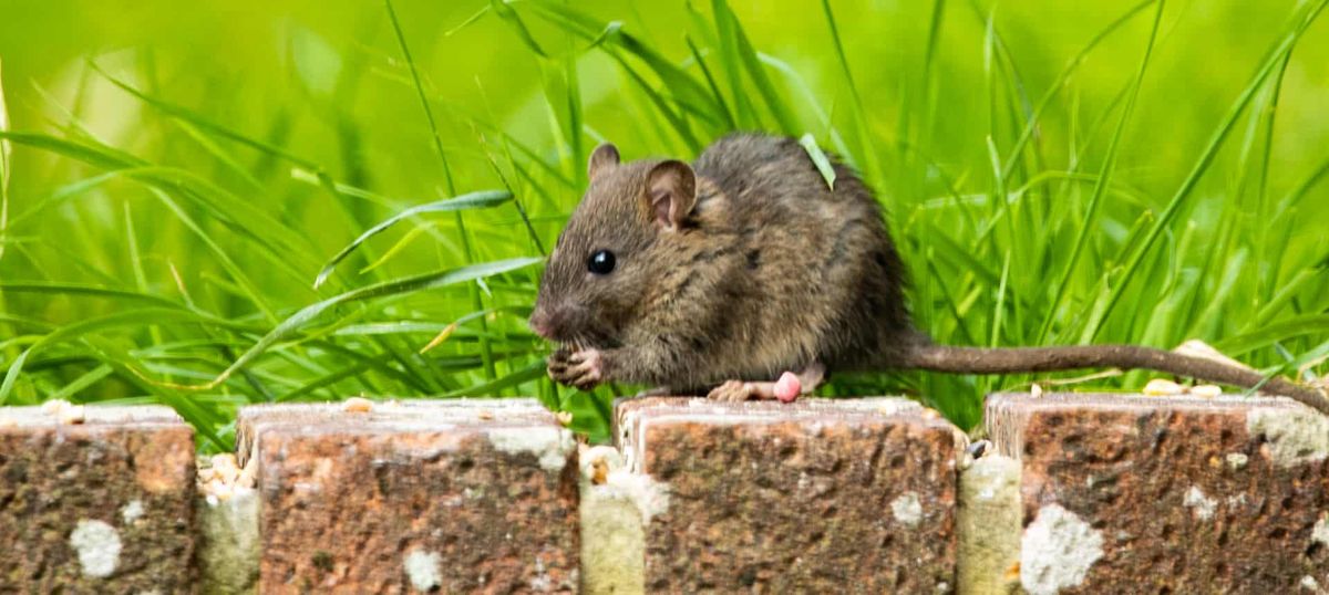 La mezcla de dos ingredientes de cocina que es ideal para ahuyentar a las ratas del jardín La mezcla de dos ingredientes de cocina que es ideal para ahuyentar a las ratas del jardín